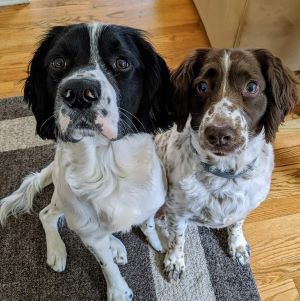Moose and Chancey