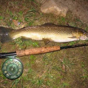 Farmington River brown trout