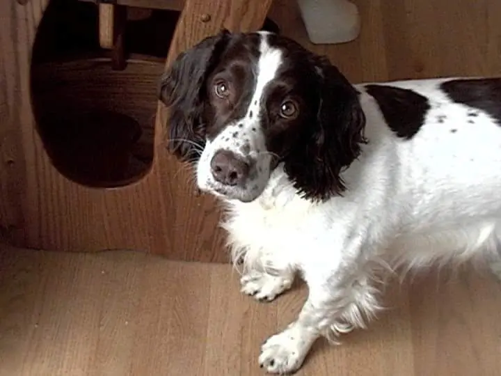 Maggie