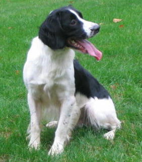 Jack our second dog